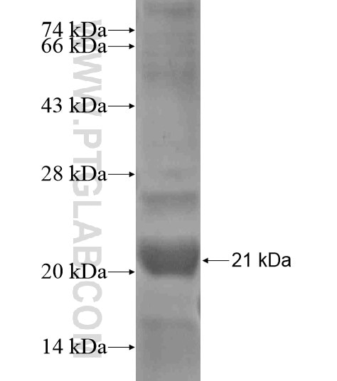 ADRA1B fusion protein Ag19326 SDS-PAGE