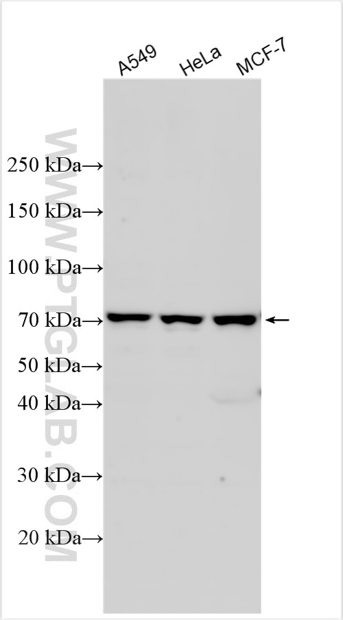 Western Blot (WB) analysis of various lysates using ADRA1D Polyclonal antibody (18823-1-AP)