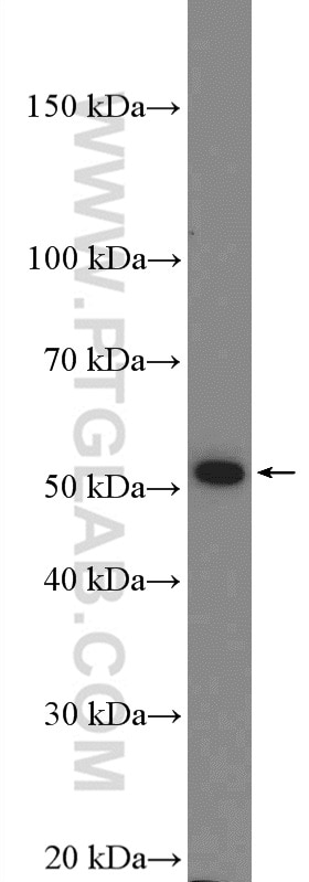 Western Blot (WB) analysis of PC-12 cells using ADRA2A Polyclonal antibody (14266-1-AP)