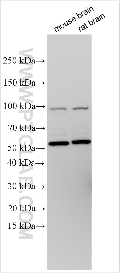 Western Blot (WB) analysis of various lysates using ADRA2A Polyclonal antibody (14266-1-AP)