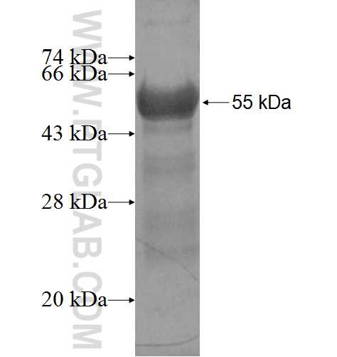 ADRA2A fusion protein Ag5562 SDS-PAGE