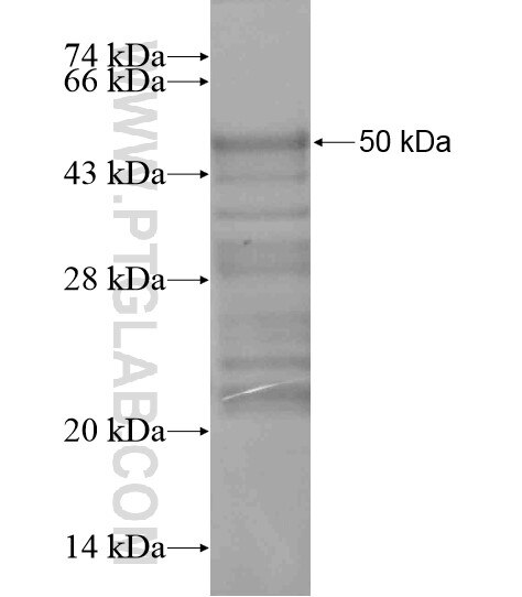 ADRA2B fusion protein Ag19787 SDS-PAGE