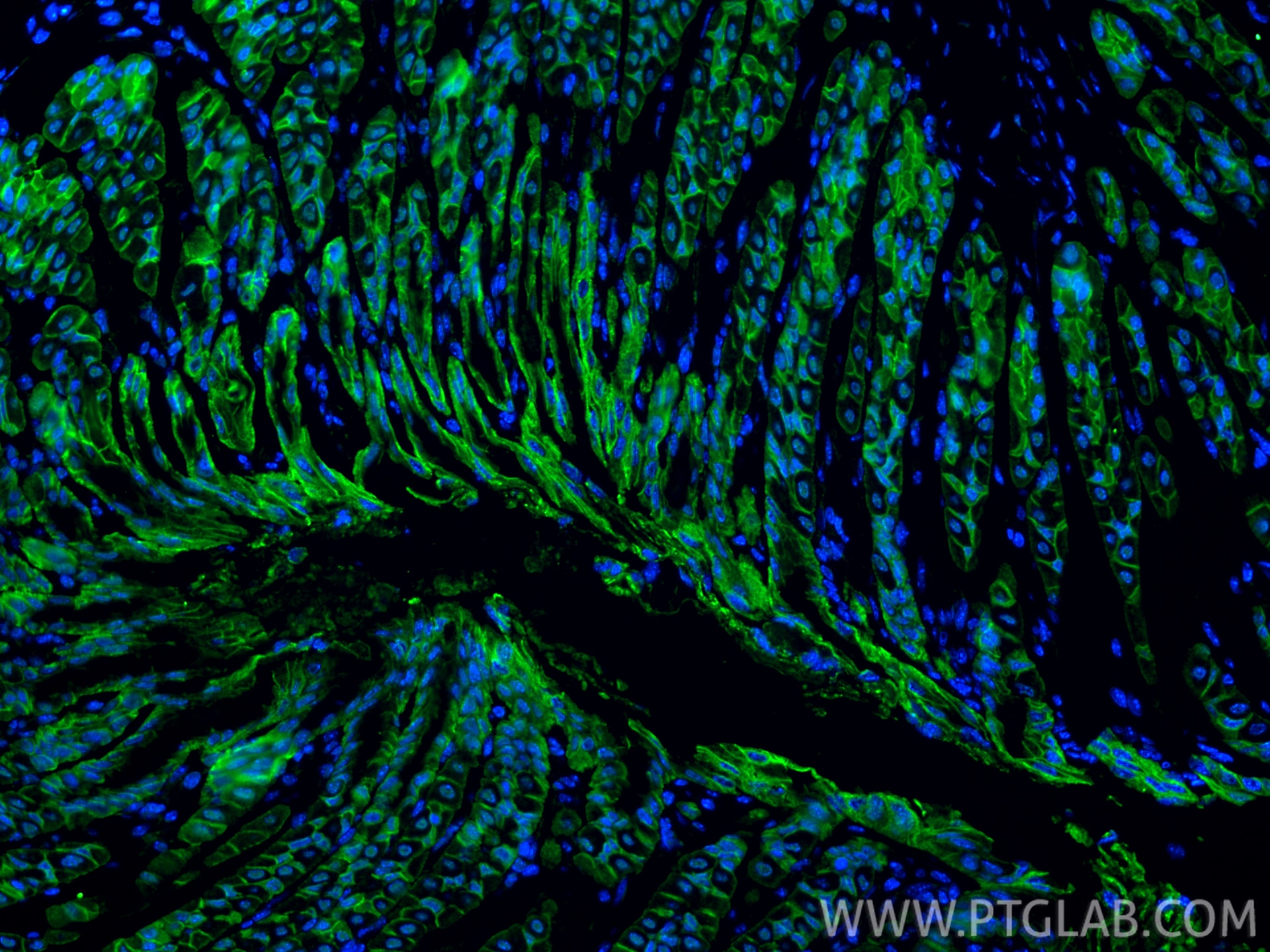 Immunofluorescence (IF) / fluorescent staining of mouse stomach tissue using ADRB2 Polyclonal antibody (29864-1-AP)