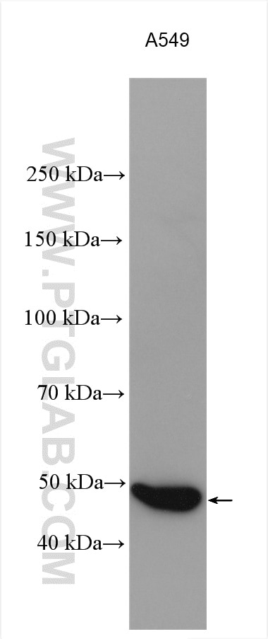 Western Blot (WB) analysis of various lysates using ADRB2 Polyclonal antibody (29864-1-AP)