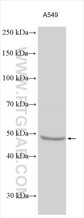 Western Blot (WB) analysis of various lysates using ADRB2 Polyclonal antibody (29864-1-AP)