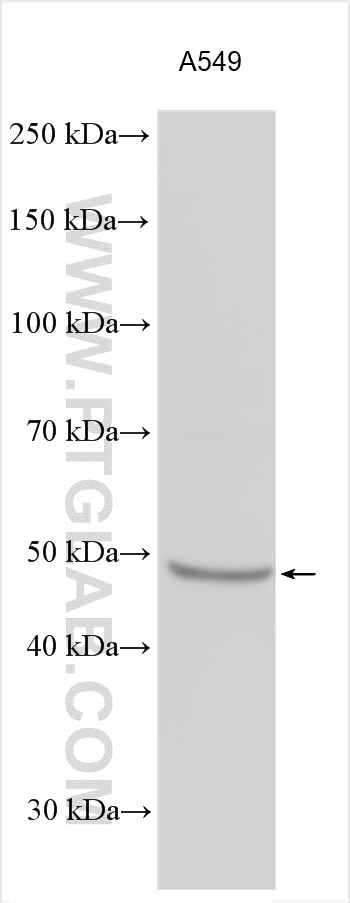 WB analysis using 29864-1-AP