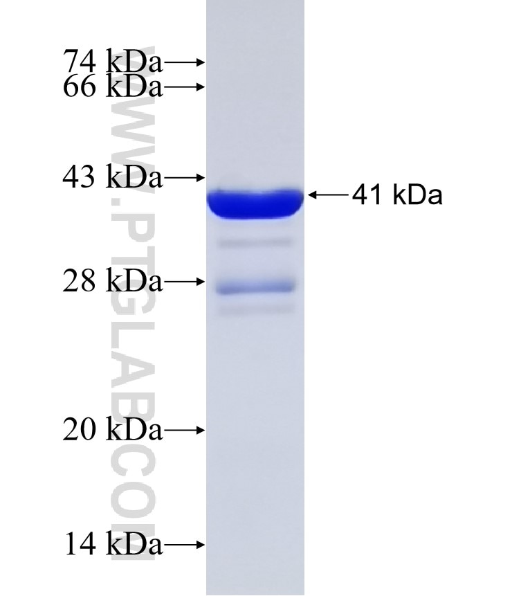 ADRB2 fusion protein Ag32313 SDS-PAGE