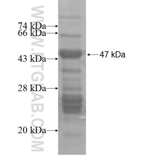 ADRB2 fusion protein Ag3715 SDS-PAGE