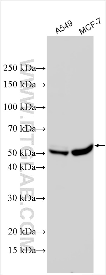 Western Blot (WB) analysis of various lysates using ADRB3 Polyclonal antibody (30713-1-AP)