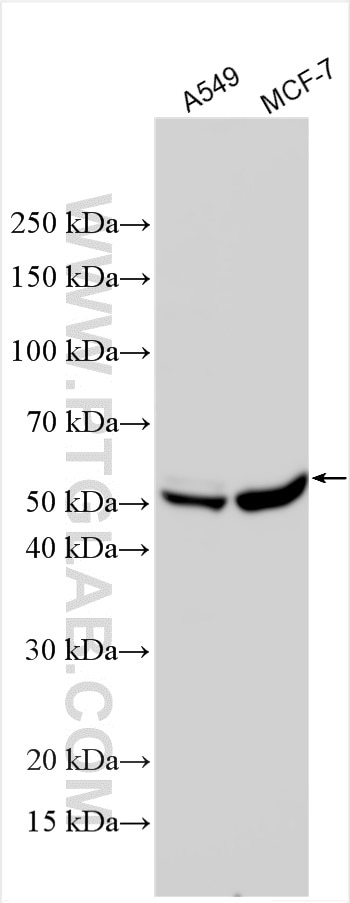 WB analysis using 30713-1-AP