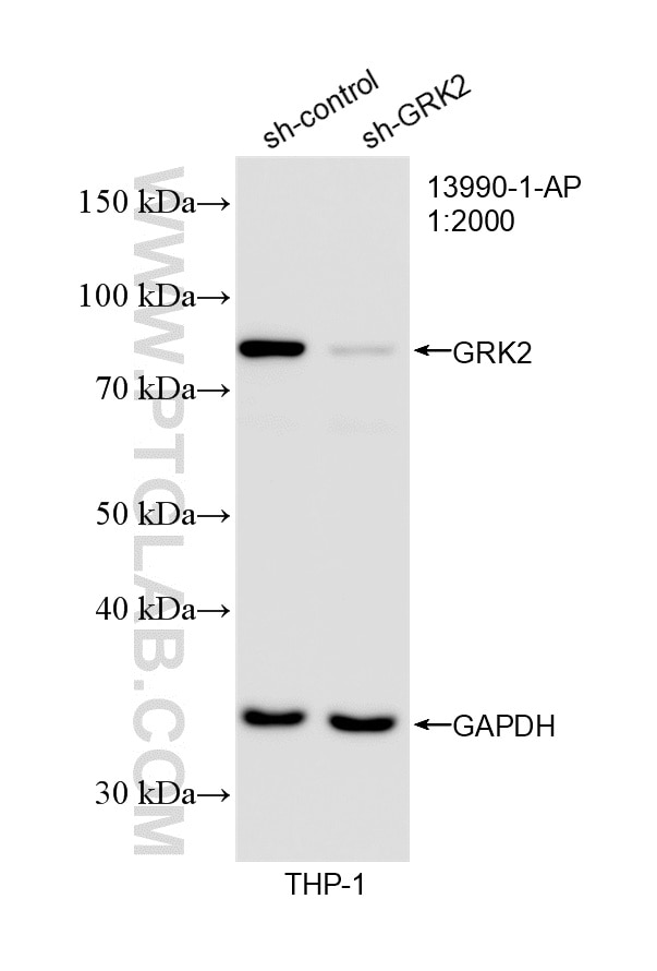 Western Blot (WB) analysis of THP-1 cells using GRK2 Polyclonal antibody (13990-1-AP)