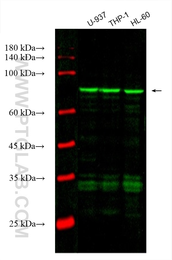 Western Blot (WB) analysis of various lysates using CoraLite® Plus 488-conjugated ADRBK1 Monoclonal an (CL488-67067)