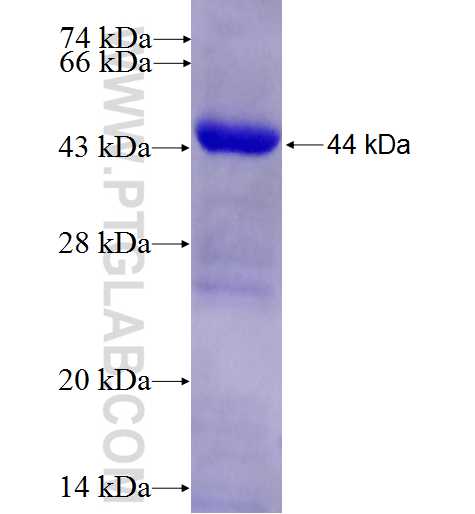 ADRBK2 fusion protein Ag6950 SDS-PAGE