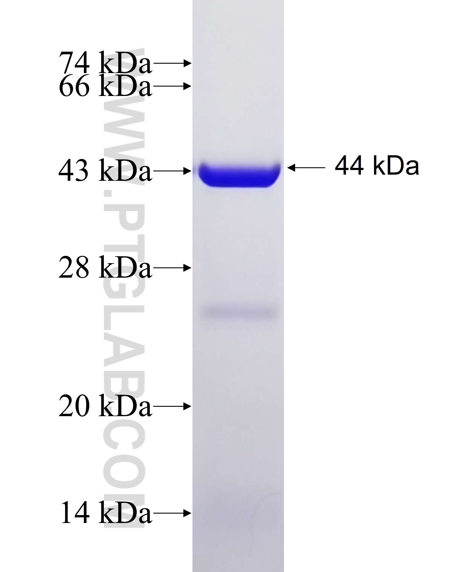 ADRBK2 fusion protein Ag6950 SDS-PAGE