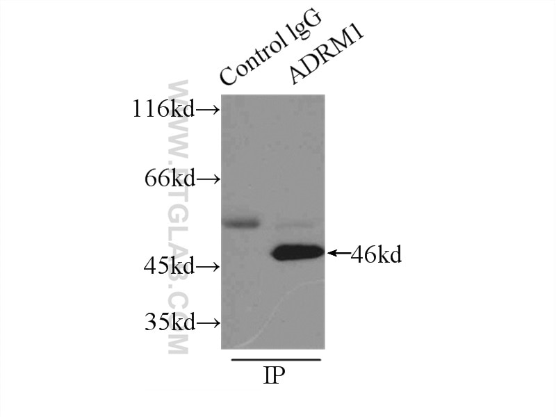 Immunoprecipitation (IP) experiment of mouse testis tissue using ADRM1 Polyclonal antibody (11468-1-AP)
