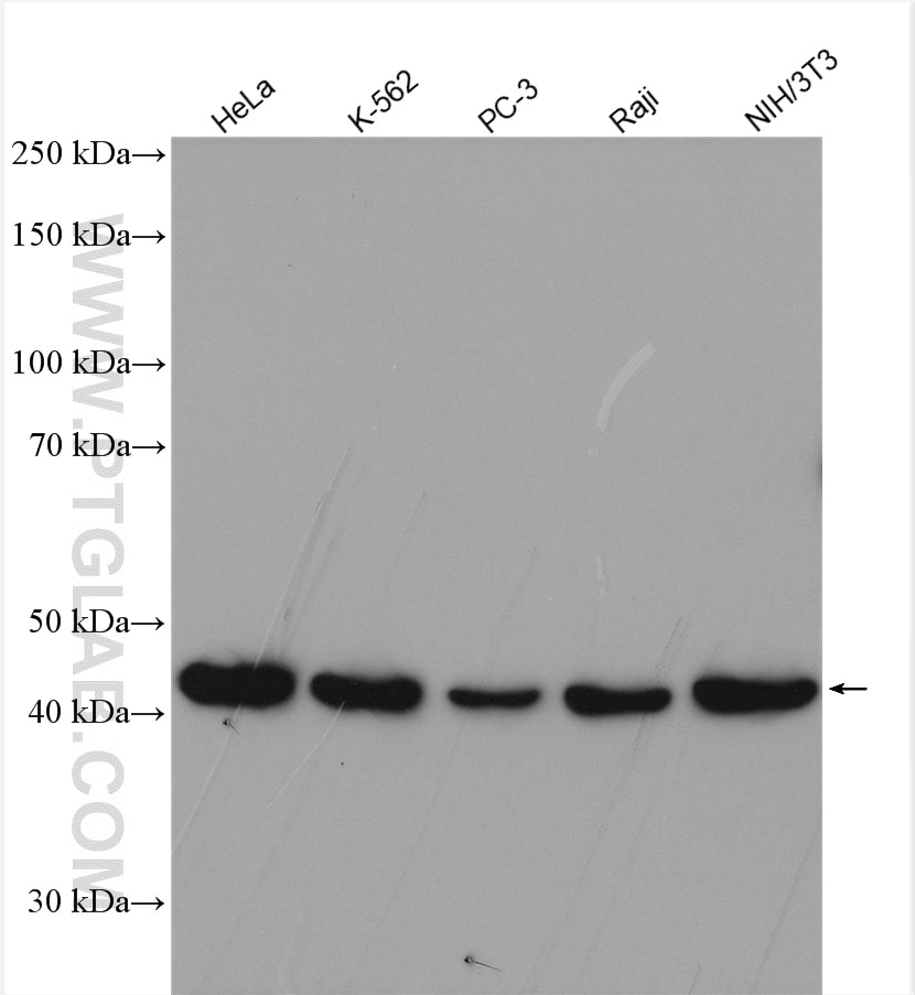 Western Blot (WB) analysis of various lysates using ADRM1 Polyclonal antibody (11468-1-AP)