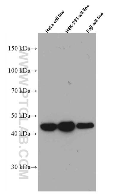 Western Blot (WB) analysis of various lysates using ADRM1 Monoclonal antibody (66464-1-Ig)
