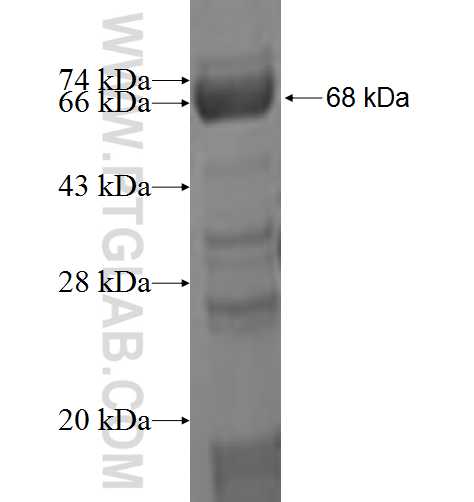 ADRM1 fusion protein Ag1997 SDS-PAGE