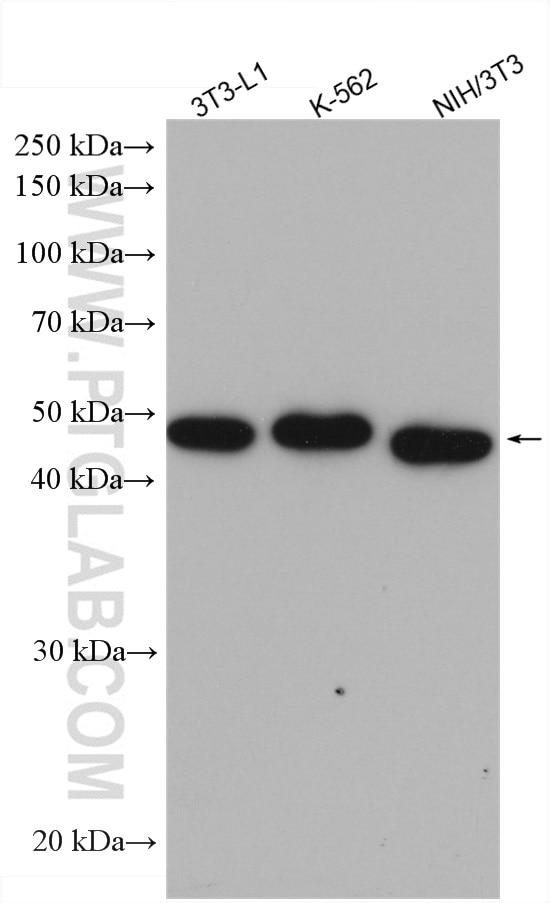 Western Blot (WB) analysis of 3T3-L1 cells using ADRP/Perilipin 2 Polyclonal antibody (15294-1-AP)