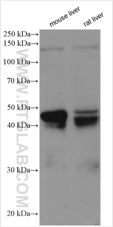 Western Blot (WB) analysis of various lysates using ADRP/Perilipin 2 Polyclonal antibody (15294-1-AP)