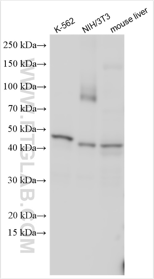 Western Blot (WB) analysis of various lysates using ADRP/Perilipin 2 Polyclonal antibody (15294-1-AP)