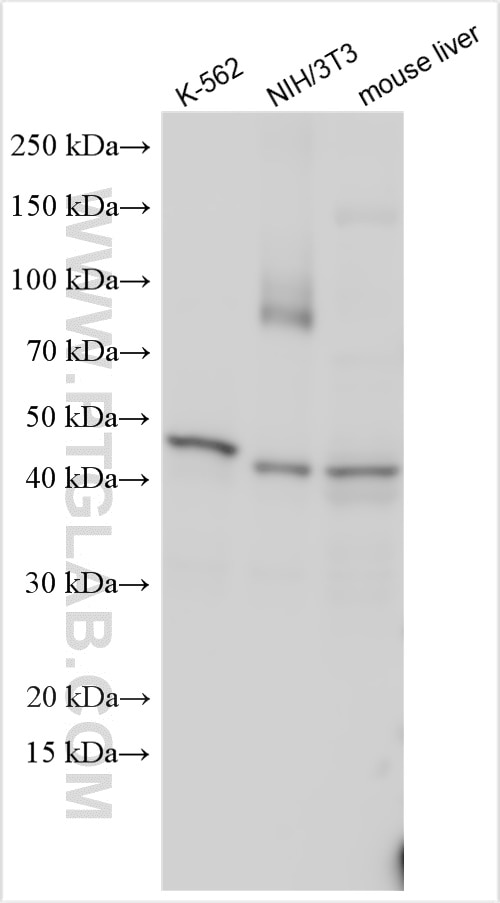 WB analysis using 15294-1-AP