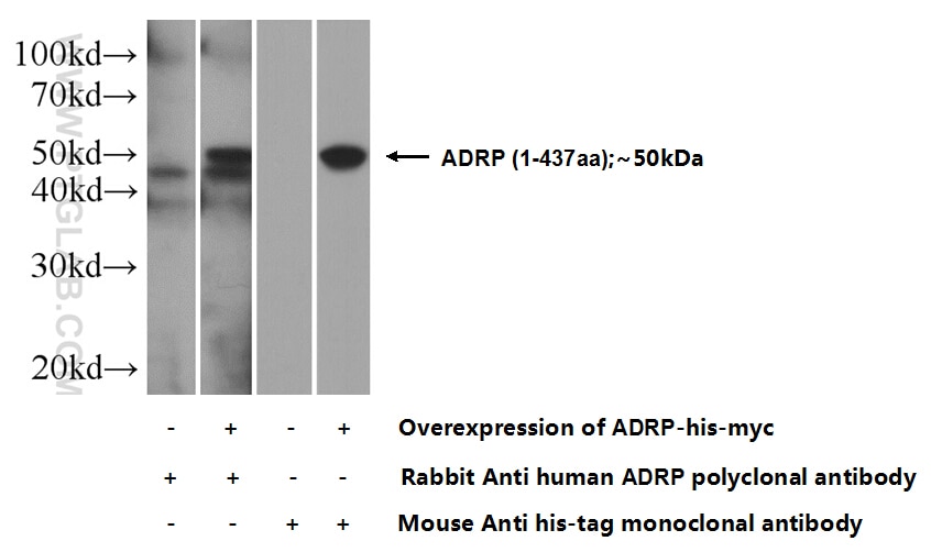 ADRP/Perilipin-2 Polyclonal antibody