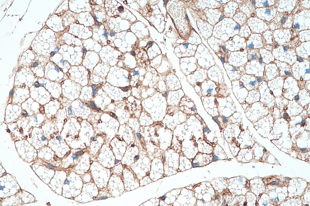 IHC staining of mouse brown adipose using 60340-1-Ig