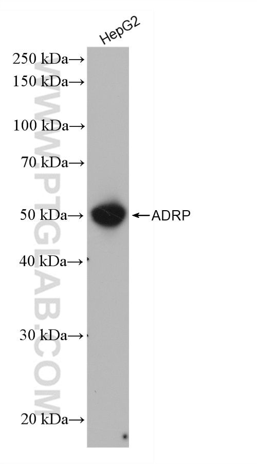 Western Blot (WB) analysis of various lysates using Perilipin-2 Recombinant antibody (80362-2-RR)
