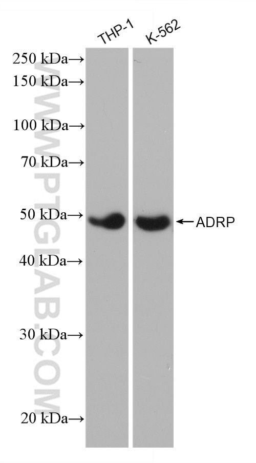 Western Blot (WB) analysis of various lysates using Perilipin-2 Recombinant antibody (80362-2-RR)