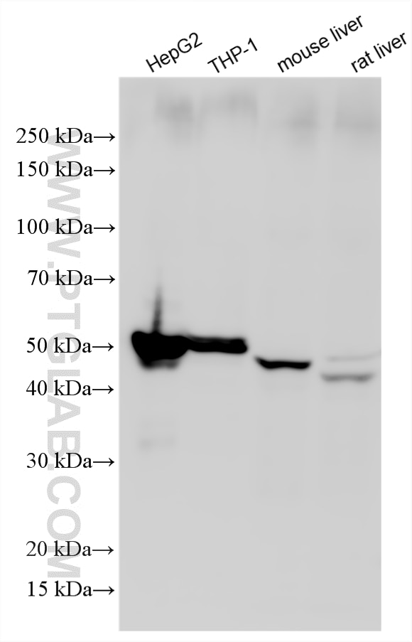 Western Blot (WB) analysis of various lysates using Perilipin-2 Recombinant monoclonal antibody (80362-2-RR)