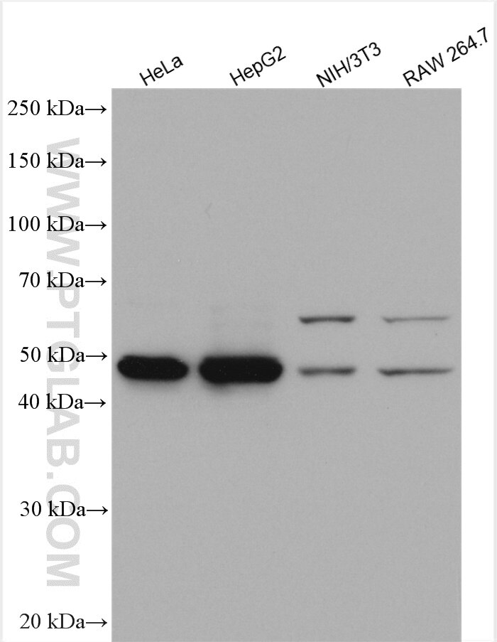 Western Blot (WB) analysis of various lysates using Adenylosuccinate lyase Polyclonal antibody (15264-1-AP)