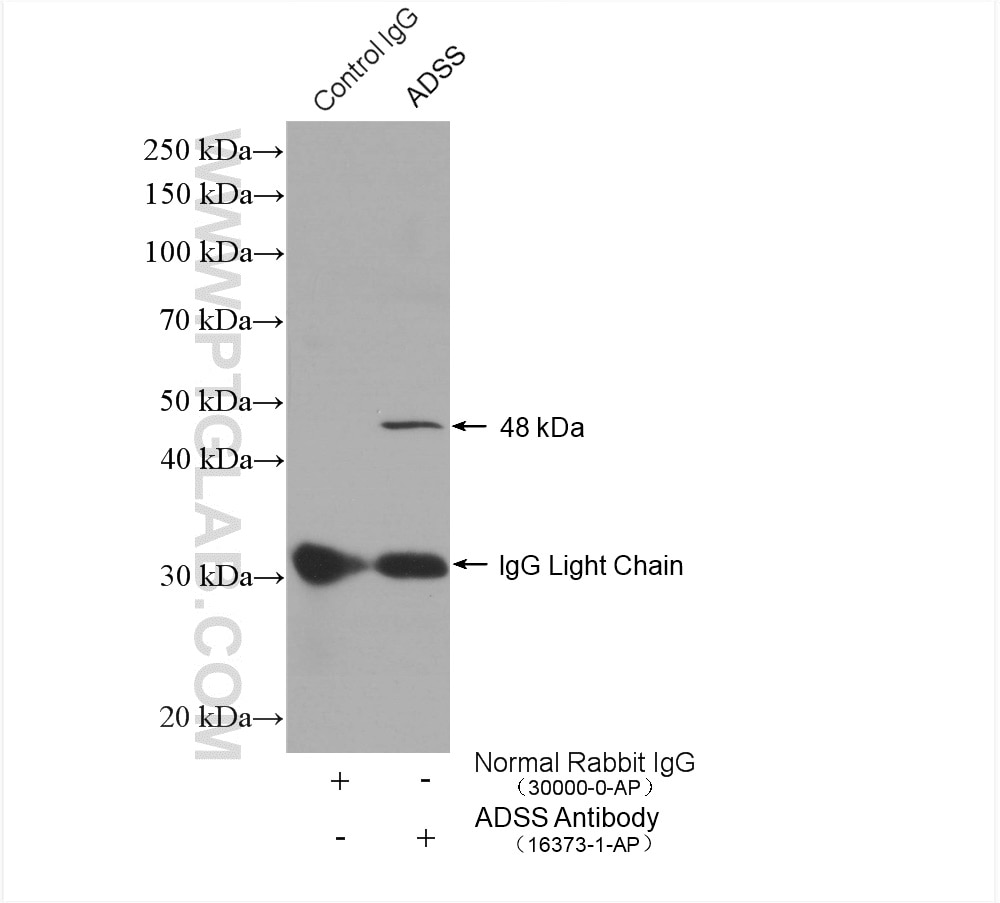 Immunoprecipitation (IP) experiment of mouse testis tissue using ADSS Polyclonal antibody (16373-1-AP)