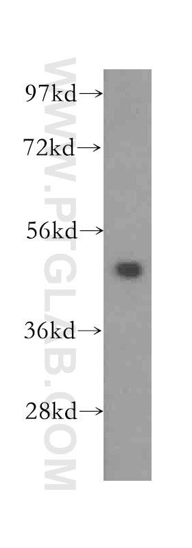 Western Blot (WB) analysis of mouse skeletal muscle tissue using ADSS Polyclonal antibody (16373-1-AP)