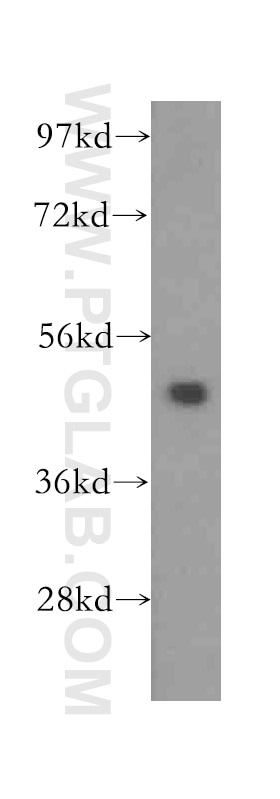 WB analysis of mouse skeletal muscle using 16373-1-AP