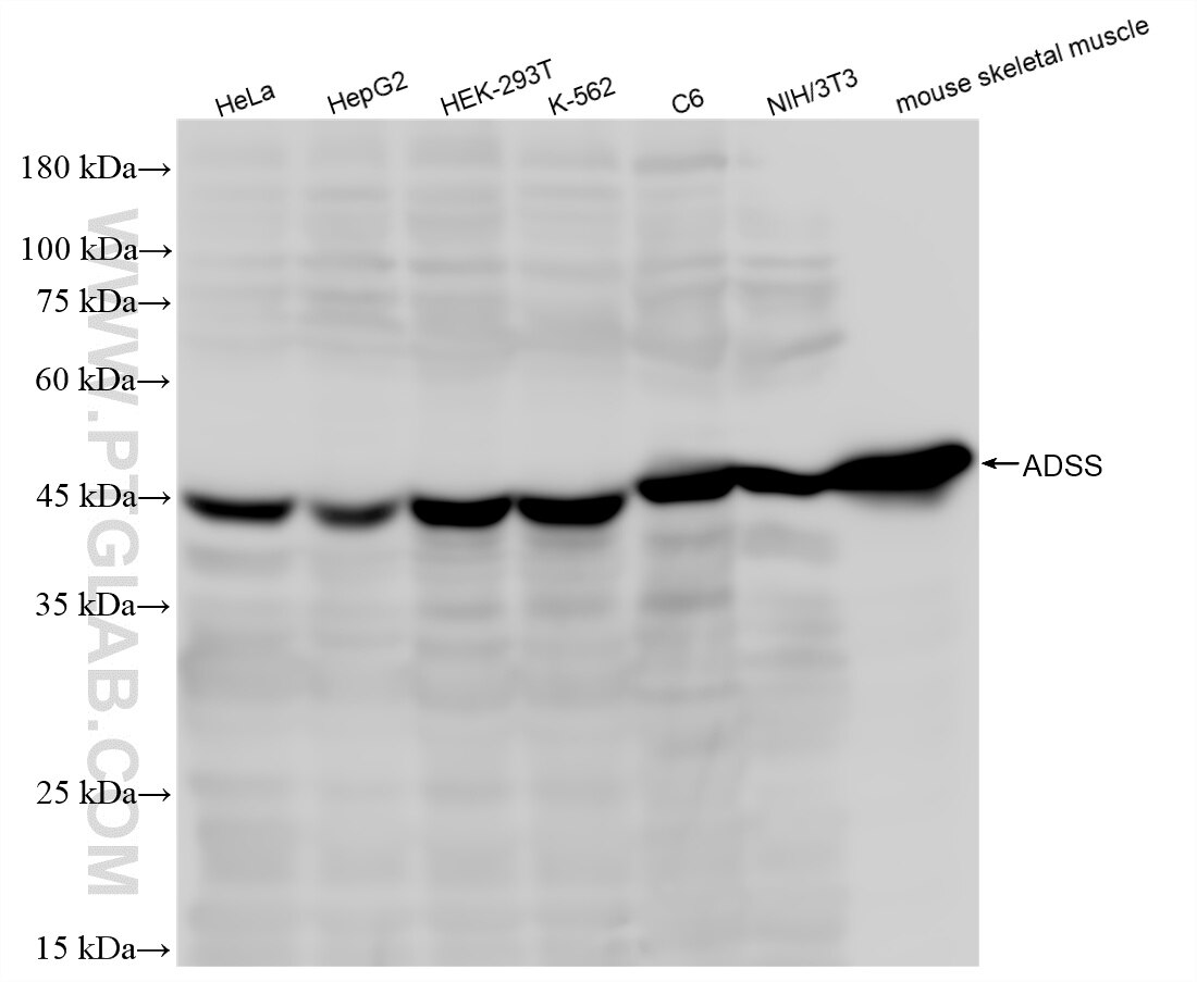 Western Blot (WB) analysis of various lysates using ADSS Recombinant antibody (85056-3-RR)