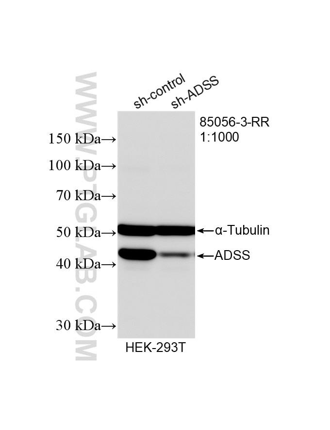 WB analysis of HEK-293 using 85056-3-RR (same clone as 85056-3-PBS) Western Blot (WB) analysis of HEK-293 cells using ADSS Recombinant monoclonal antibody (85056-3-RR)