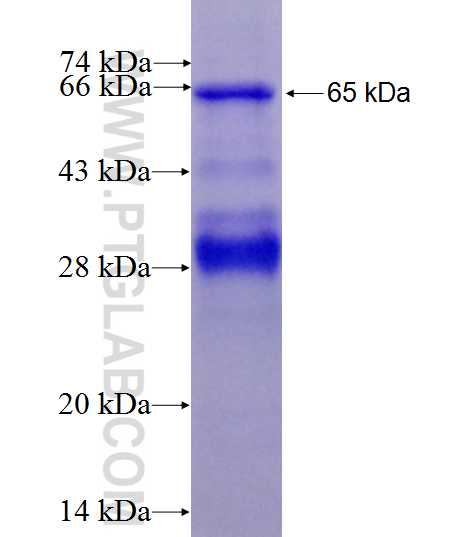 ADSS fusion protein Ag9298 SDS-PAGE