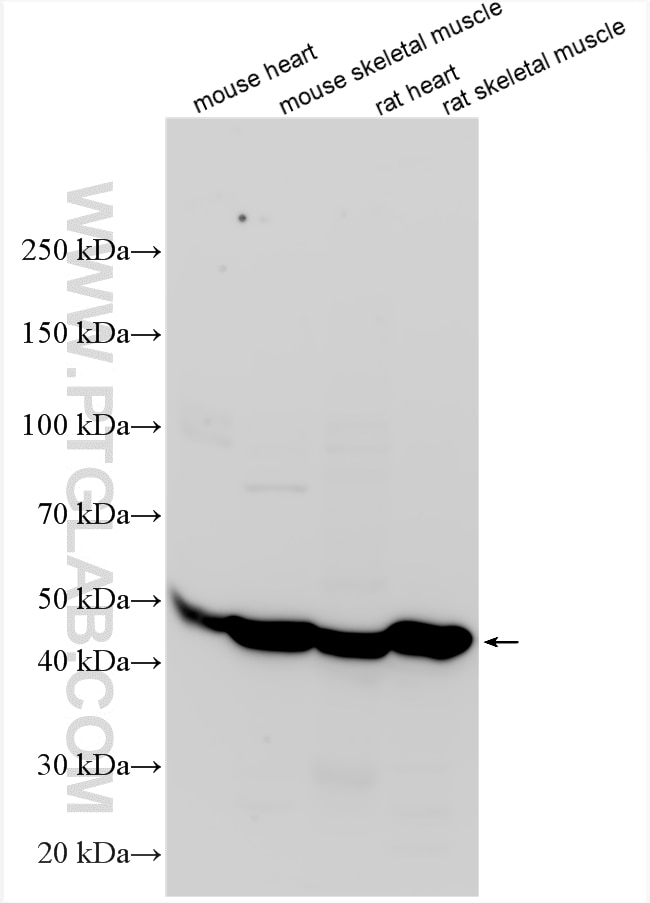 WB analysis using 34472-1-AP Western Blot (WB) analysis of various lysates using ADSSL1 Polyclonal antibody (34472-1-AP)