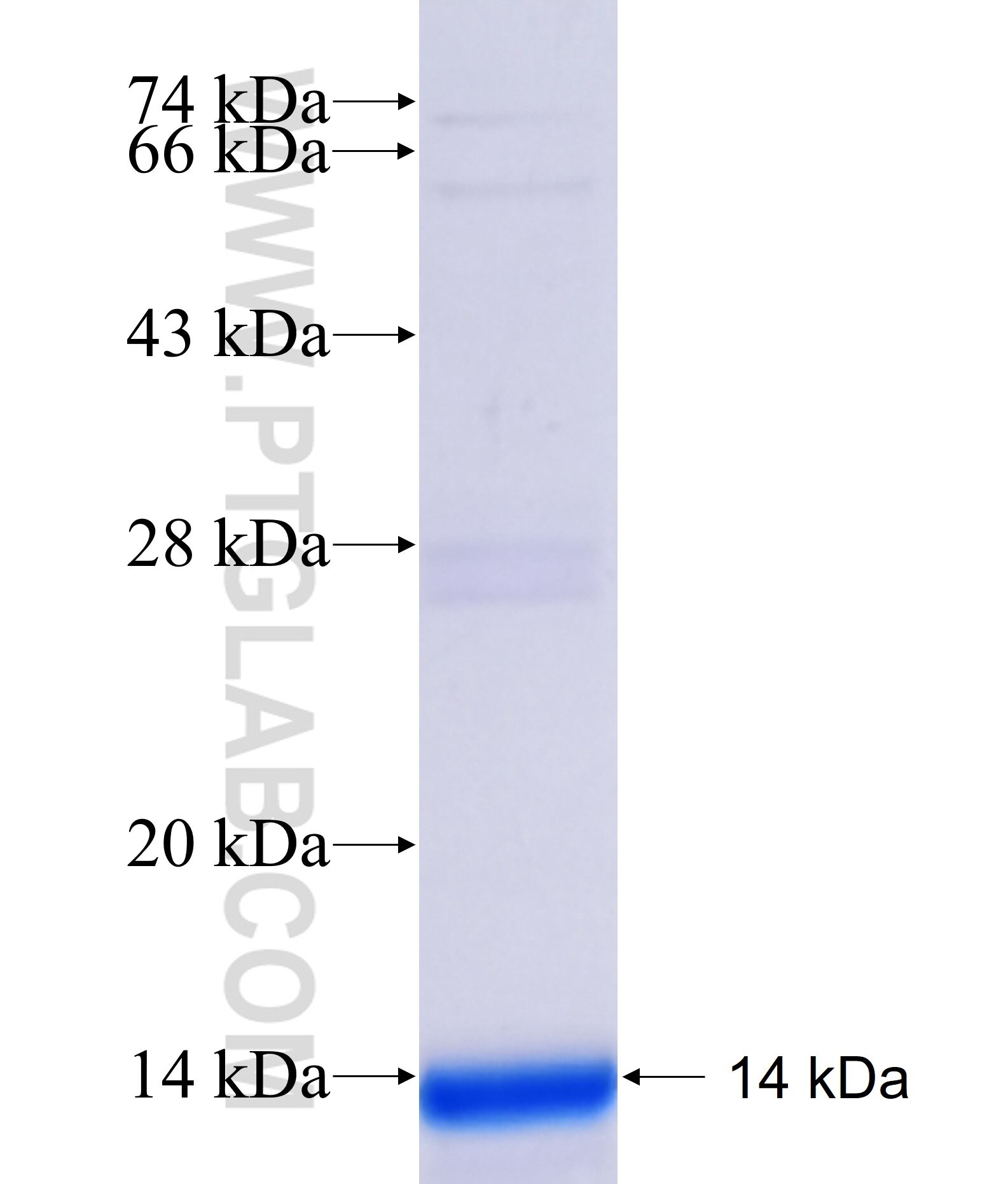 ADSSL1 fusion protein Ag40812 SDS-PAGE