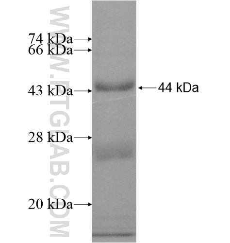 ADSSL1 fusion protein Ag11632 SDS-PAGE