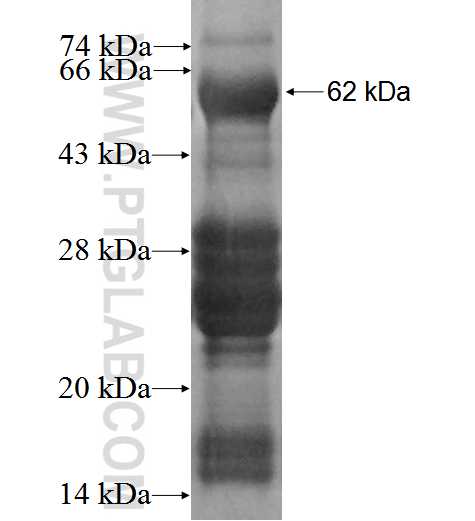 AEN fusion protein Ag2979 SDS-PAGE