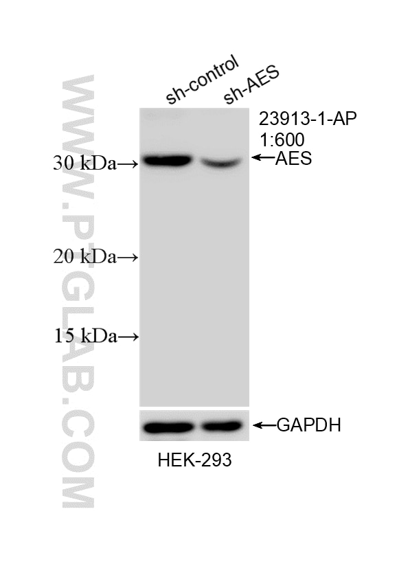 Western Blot (WB) analysis of HEK-293 cells using AES Polyclonal antibody (23913-1-AP)