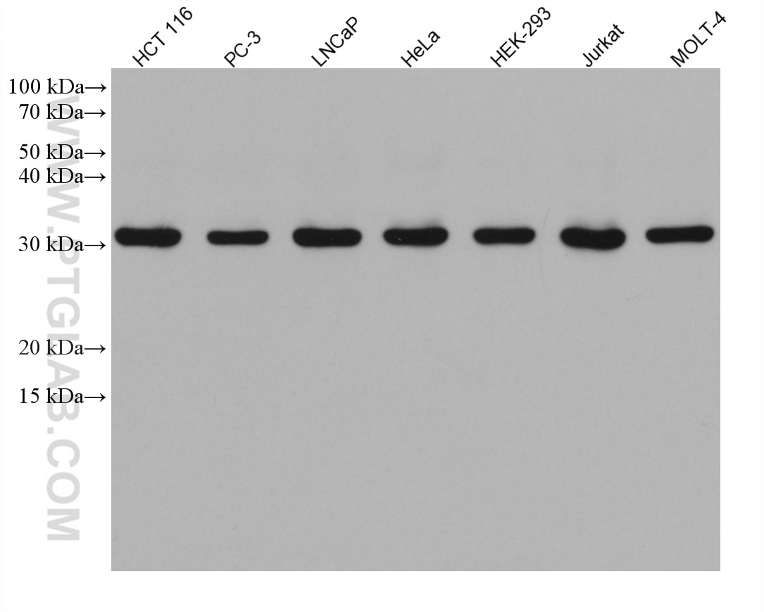 Western Blot (WB) analysis of various lysates using AES Monoclonal antibody (67869-1-Ig)