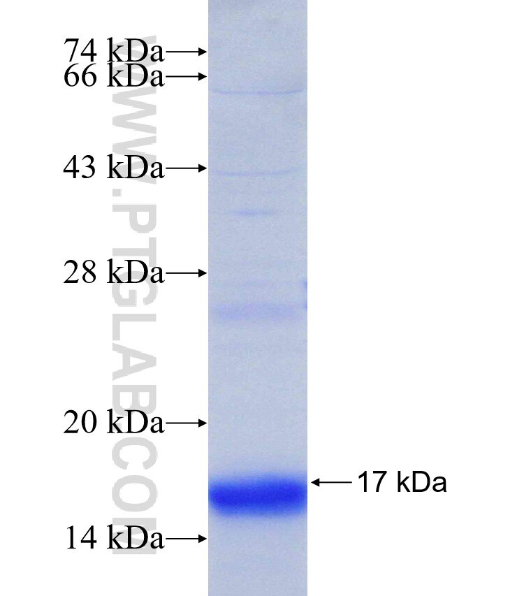 AES fusion protein Ag31320 SDS-PAGE