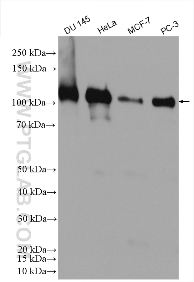 Western Blot (WB) analysis of various lysates using AFAP1 Polyclonal antibody (21093-1-AP)