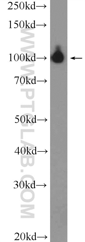 Western Blot (WB) analysis of mouse brain tissue using AFAP1 Polyclonal antibody (21093-1-AP)