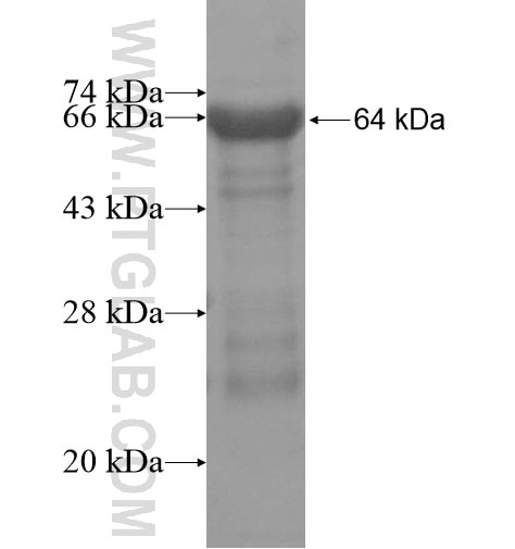 AFAP1 fusion protein Ag15346 SDS-PAGE