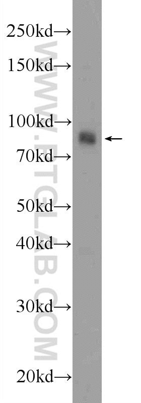 Western Blot (WB) analysis of COS-7 cells using AFAP1L1 Polyclonal antibody (23909-1-AP)