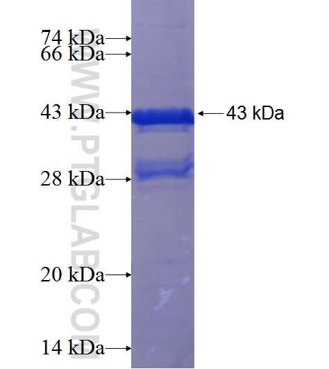 AFAP1L1 fusion protein Ag21006 SDS-PAGE